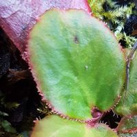 Bergenia  'Abendglut'